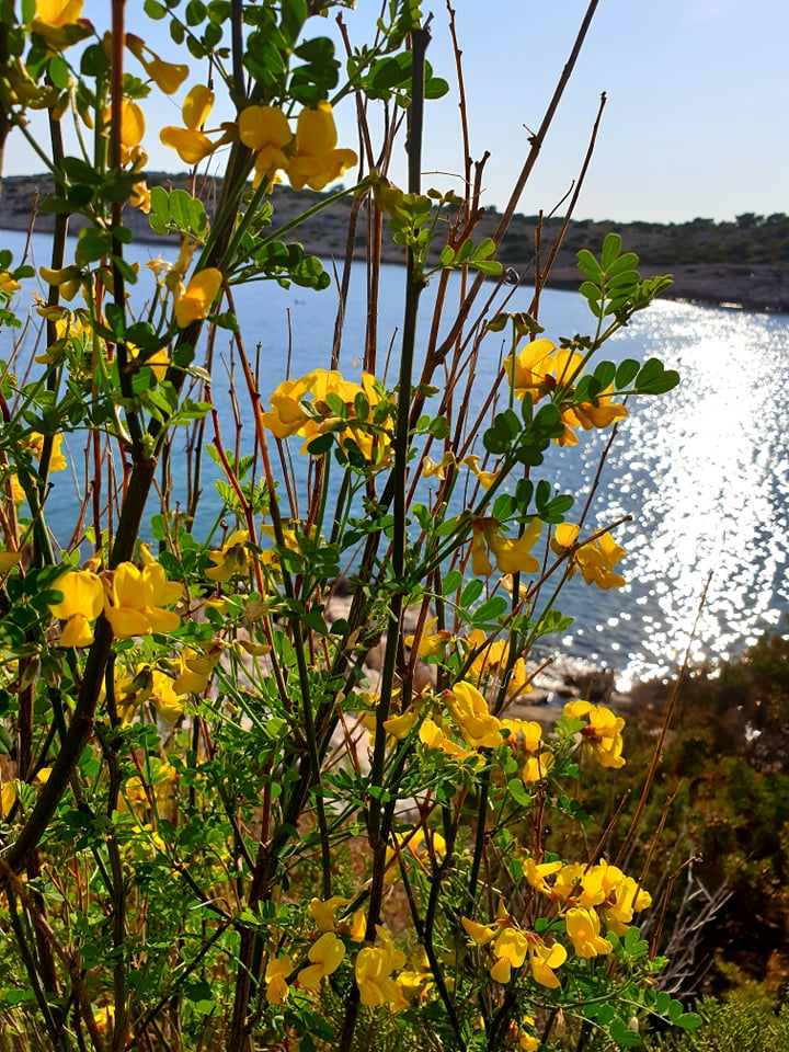 nature on zuri island