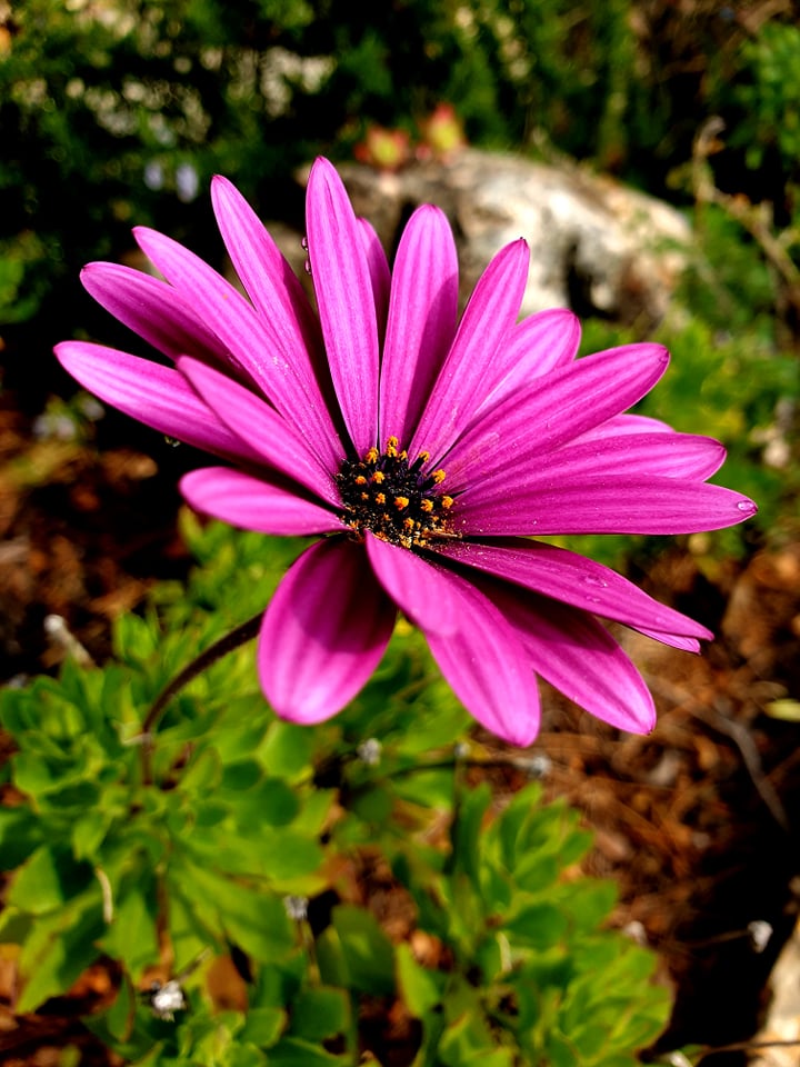 pink flower zuri