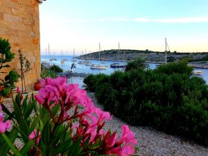 vies from house zuri