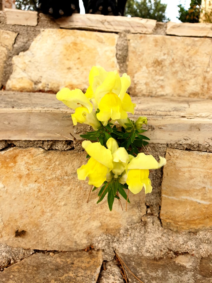 yellow stone flower zuri